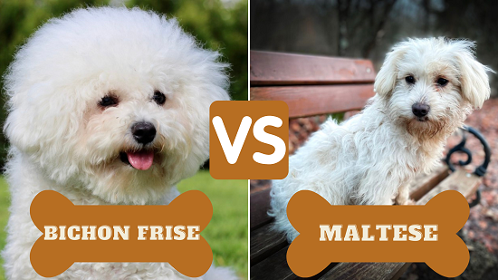 The Difference Between Bichon Frise And Maltese Dog