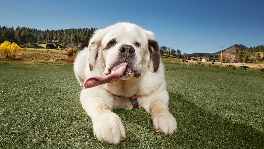 The Dog With The World's Longest Tongue Died