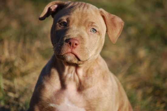 The Health of Pit Bulls
