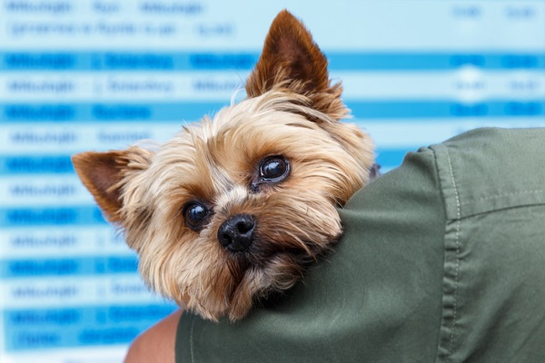 The Most Common Dog Illnesses Symptoms and Treatment
