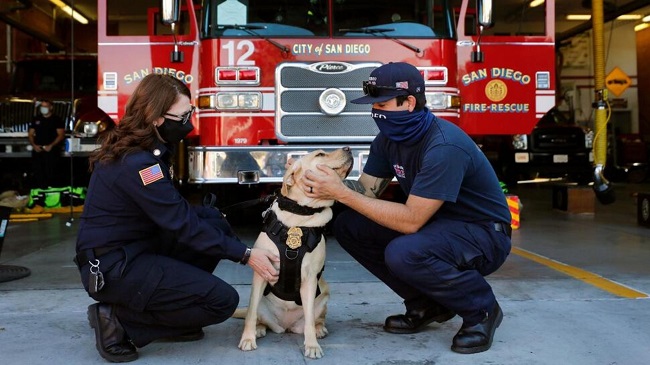Therapy Dogs help San Diego Fire Fighters Battle Stress