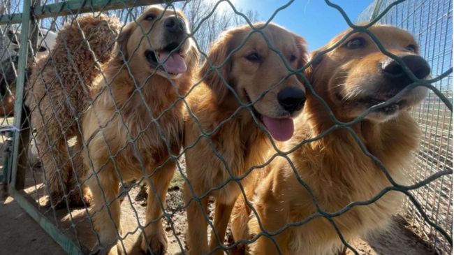 US Organization opens A Safe House In Toronto To Save Dogs From Meat Festival