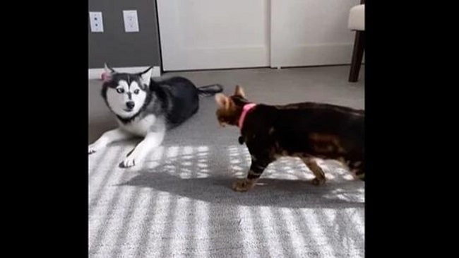 Watch The Latest Viral Sweet Video Of Cat And Dog Wrestling