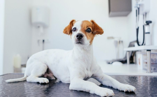What You Should Know About Urgent Care for Dogs