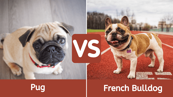 how does a pug differ from a french bulldog