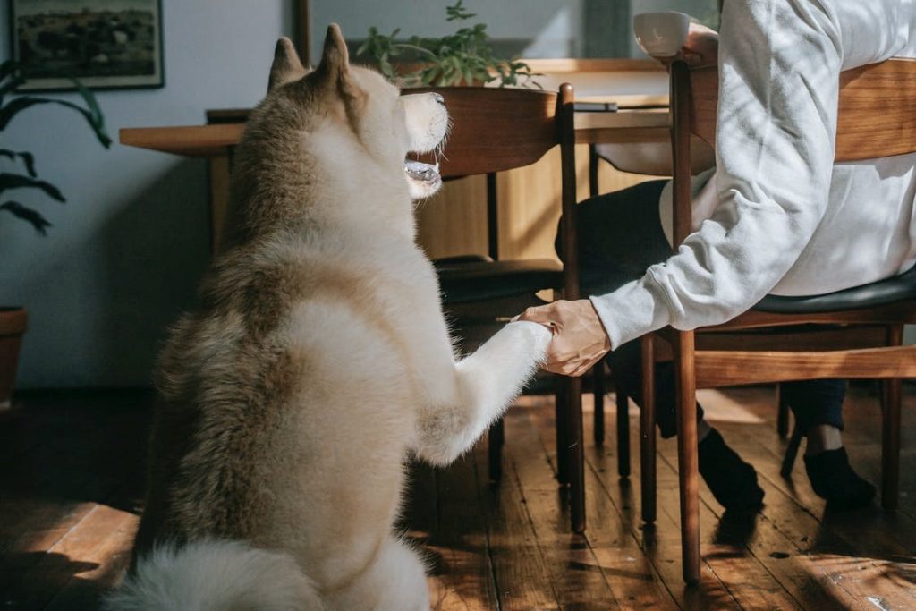 10 Low Maintenance Dogs For Your Happily Ever After