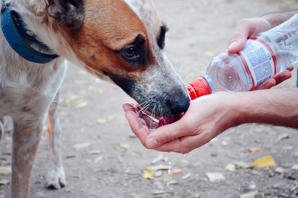 13 Emergency Animal Helplines in Delhi NCR | DogExpress |