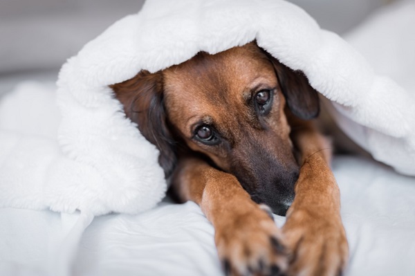 5 Natural Alternatives To Cough Medicine For Dogs | DogExpress