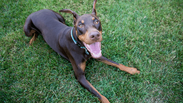 7 Things To Love About The Doberman Pinscher