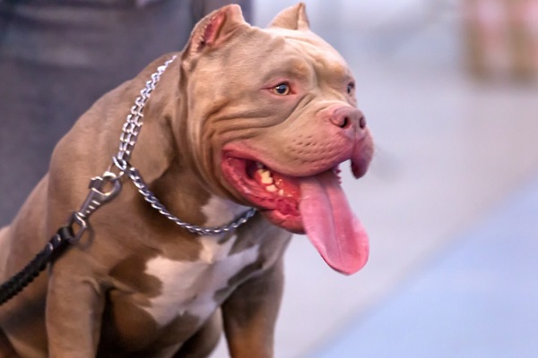 American Bully A Gentle and Loving Giant