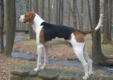 American-English-Coonhound