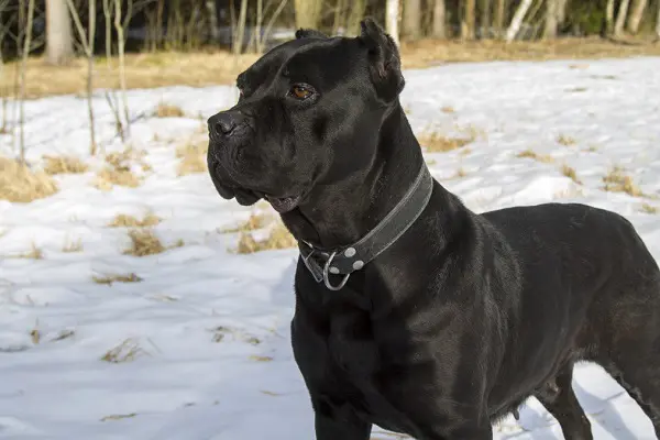 what is the cost of a cane corso puppy