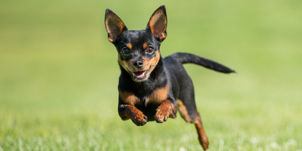 Chihuahua-Image
