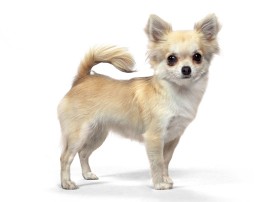 Chihuahua-Profile