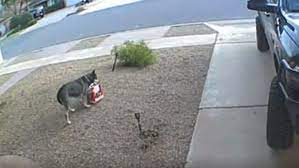 Dog Caught Stealing A 10-Pound Box Of Treats In Texas Viral Videos