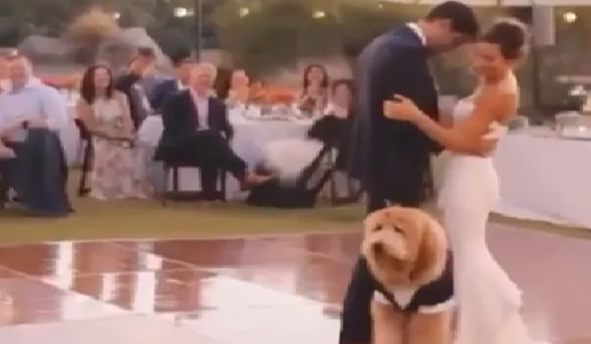 Dog in Tuxedo Steals the Show at a Couple's Wedding Day