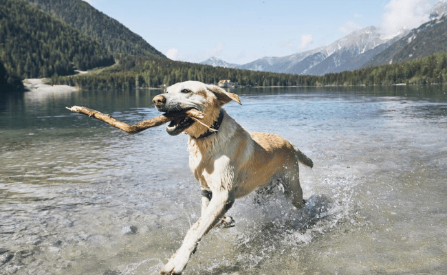 Dog love the water