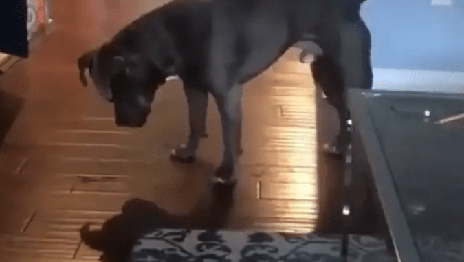 Dog plays with his own shadow in adorable viral video