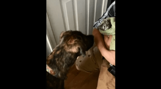 Dog welcomes cat in the sweetest way possible, the video may make you say ‘oh my heart