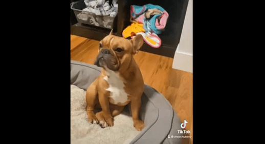 Doggo cries until he's tucked into bed every night