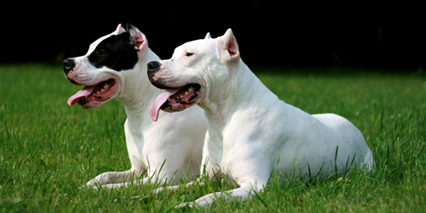 11 giống chó bị cấm ở Gurugram -DogExpress