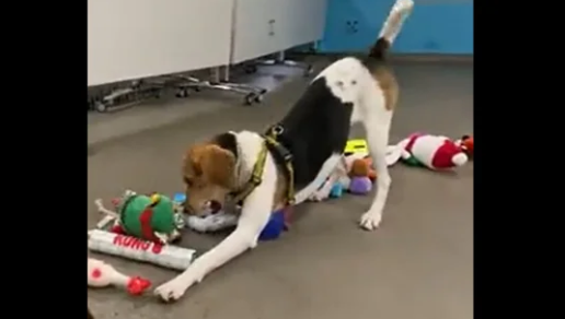 Dogs get excited to pick their presents ahead of Christmas day