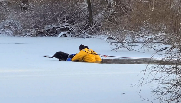 Firemen Rescue a Pet Dog From A Frozen Pond In New York City