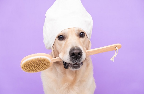 Give Your Dog A Spa Naturally At Home