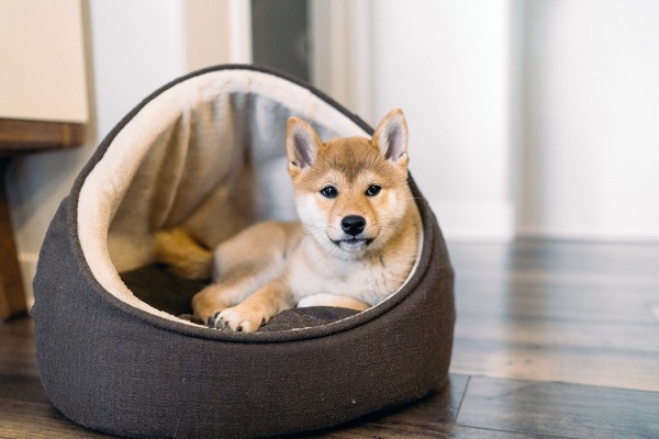 How Much Do Shiba Inus Cost The Ultimate Buyer's Guide