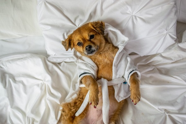 How To Give Your Dog A Spa Naturally At Home