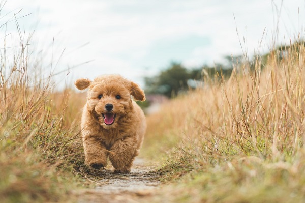 How To Raise Your Dog To Be Confident? | DogExpress