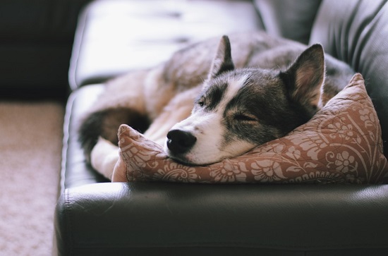 How to set up a sleep routine for your dog