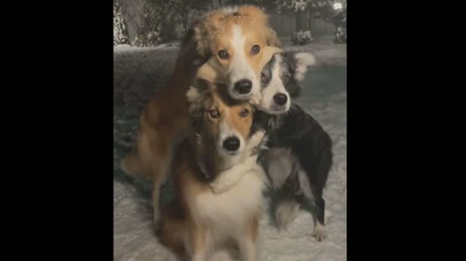 Jennifer Garner shares cute dog video on Instagram in the true spirit of Christmas