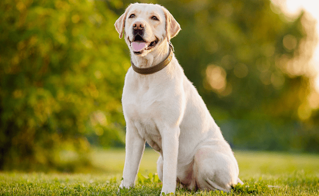 Labrador Retriever - Things That Every Dog Lover Should Know