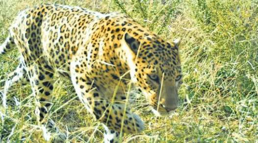 Leopard Kills A Dog In Tamil Nadu College