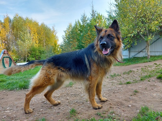 Difference between Long Haired VS Short Haired German Shepherd | |  DogExpress