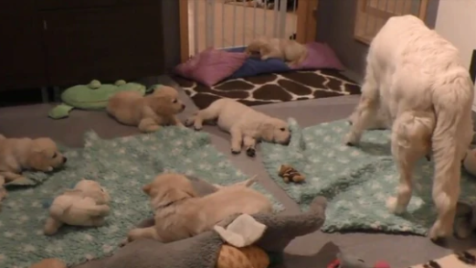 Mama dog is teaching its puppies a lesson in patience