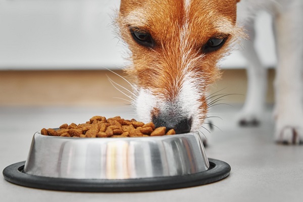 Pet Food Recalled Stop Feeding This Dog Food To Your Pet Dog
