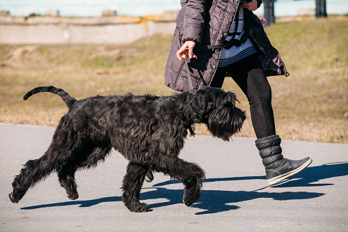 Black Giant Schnauzer Or Riesenschnauzer Dog Runs Outdoor Near Woman