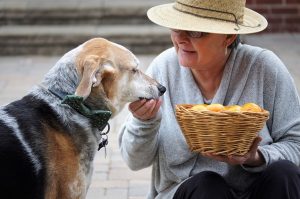 Making Life Easier for Aging Dogs