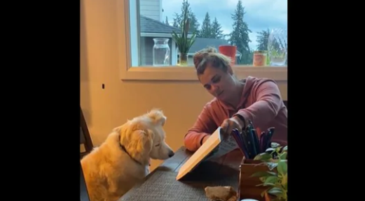 Smart dog loves to read with its humans, cute dog video