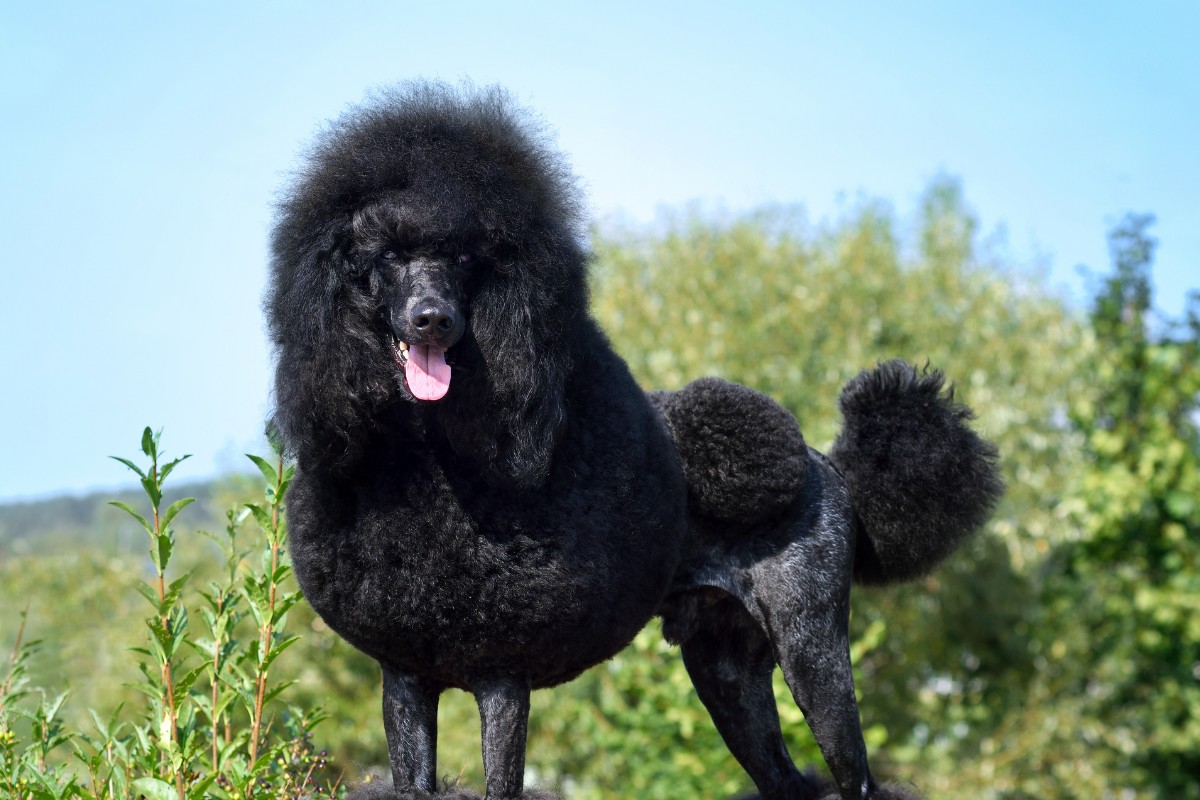 Standart black poodle