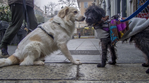 Teaching your dog the ways of socializing with other dogs