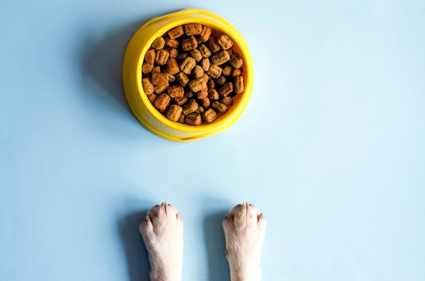 Types Of Dog Food And Which Brands Are Best In India