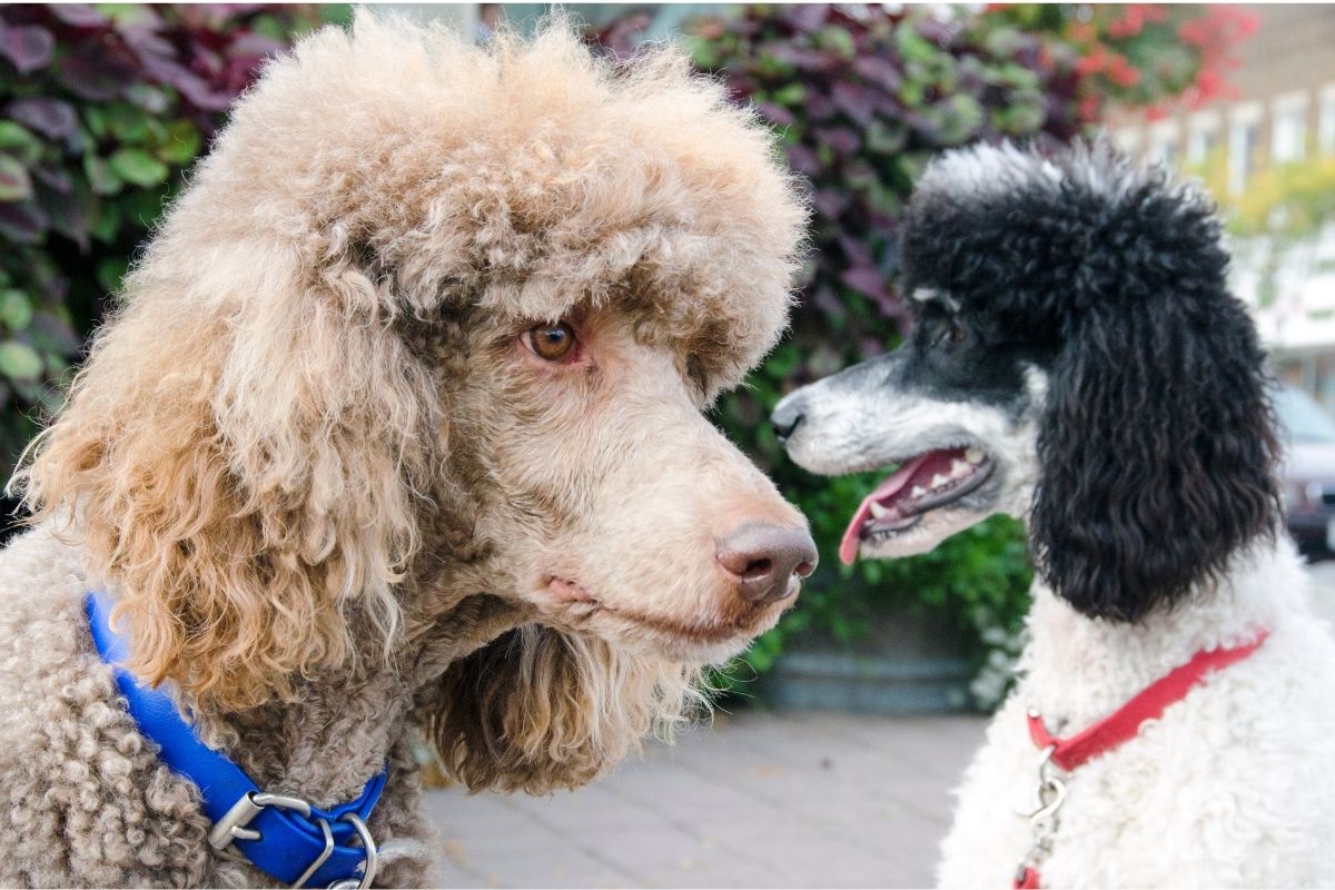 poodles are smart