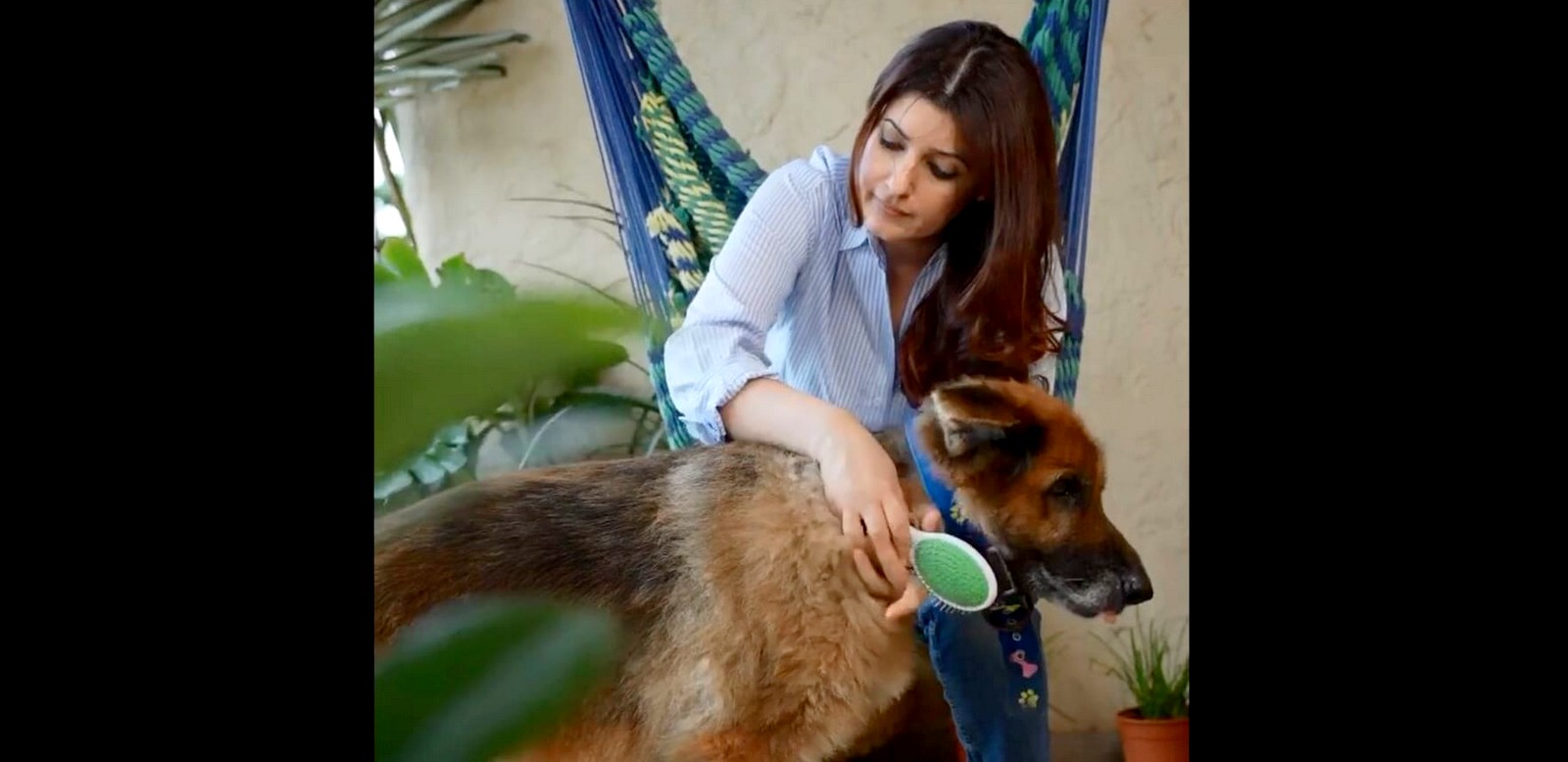 twinkle khanna brushing her dog