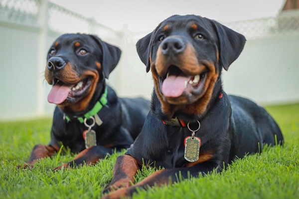 8 Rottweiler Health Issues- What You Need To Know As A Dog Guardian