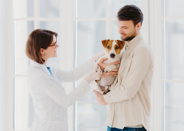 All You Wanted To Know About The Costs Of Vet Visits