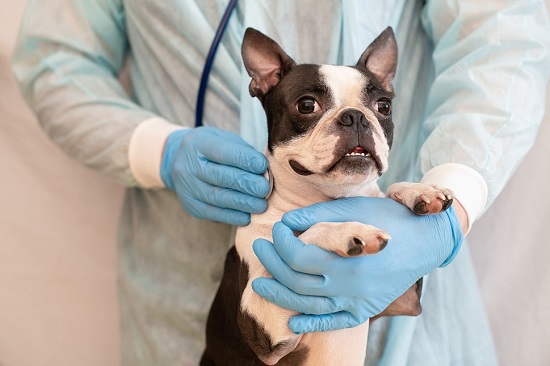 Arrhythmia in dogs What should you know
