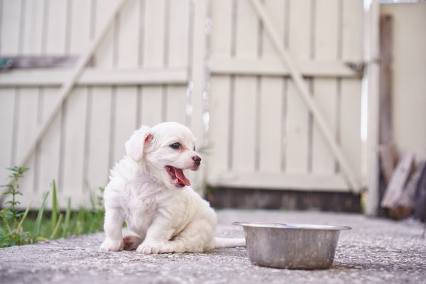 Best Food for Puppy Training